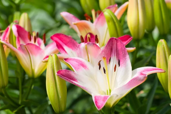 Gyönyörű hemerocallis, rózsaszín virágok — Stock Fotó