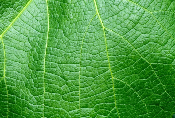 Green leaf texture Stock Photo