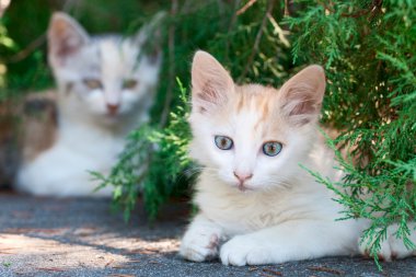 iki beyaz kedi