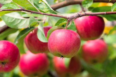 Red apples on apple tree branch clipart