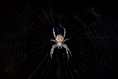 Cross spider (Araneus diadematus) in its web clipart