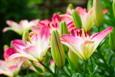 Beautiful hemerocallis, pink flowers clipart