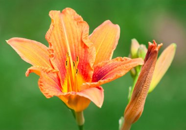 Güzel hemerocallis, sarı çiçek