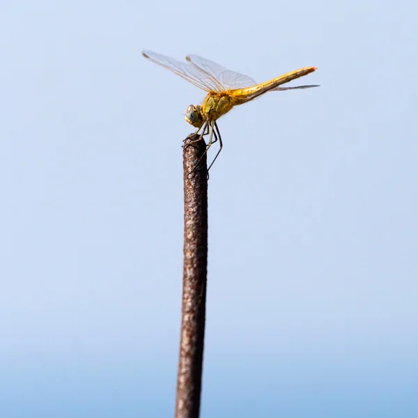 Dragonfly on a twig — Stock Photo, Image