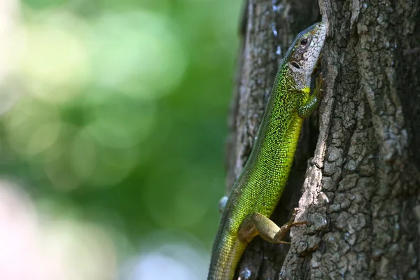 Зеленая ящерица на коре дерева — стоковое фото