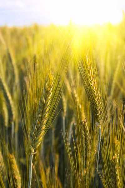 Уши пшеницы в солнечных лучах — стоковое фото