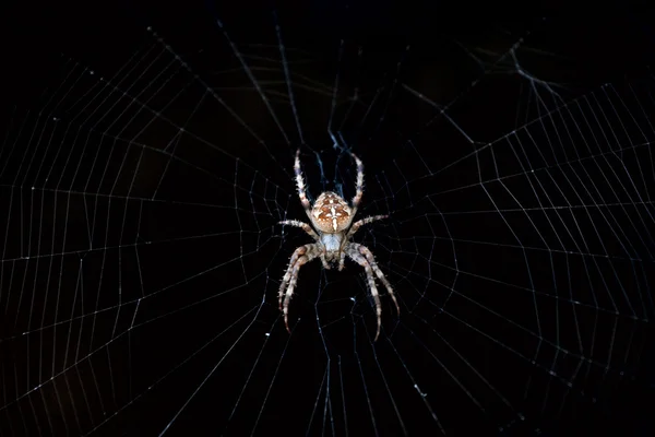 stock image Cross spider (Araneus diadematus) in its web