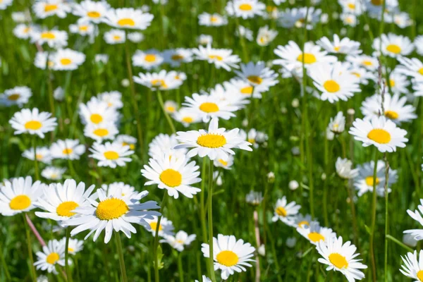 Close-up of sunny chamomile-daisy field — Stock Photo, Image
