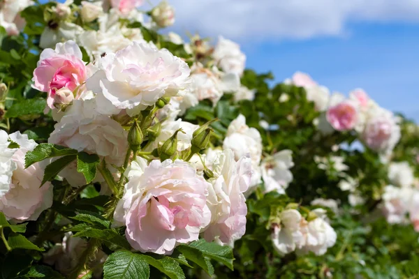 Рожеві троянди на трояндовому кущі — стокове фото