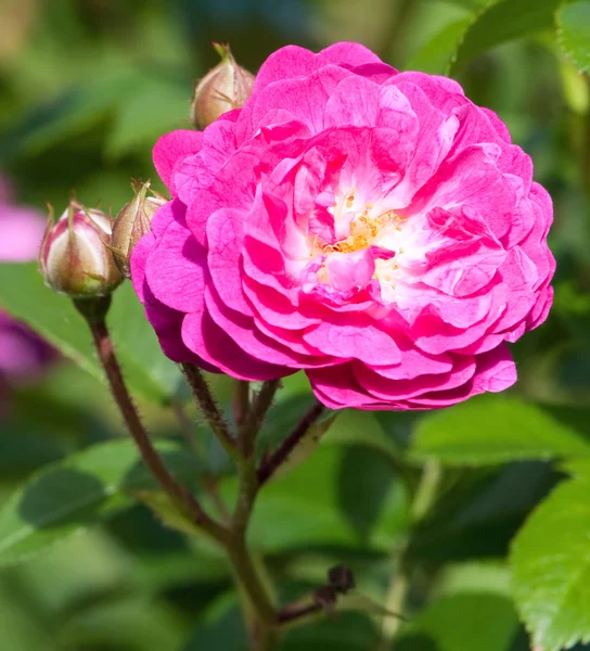Pink rose on the bush close-up — Stock Photo, Image