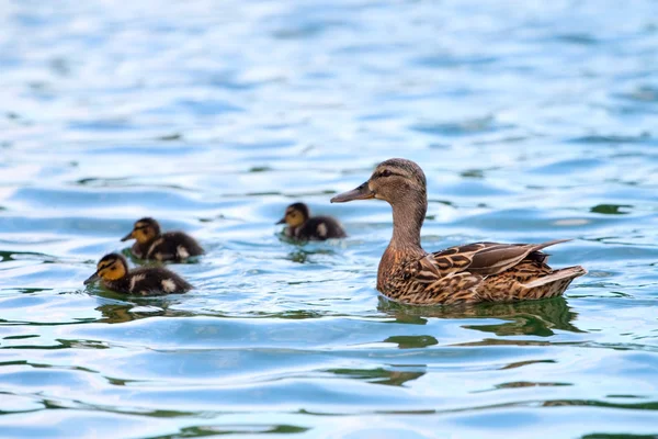 Pato y patitos bebé en el agua — Foto de Stock