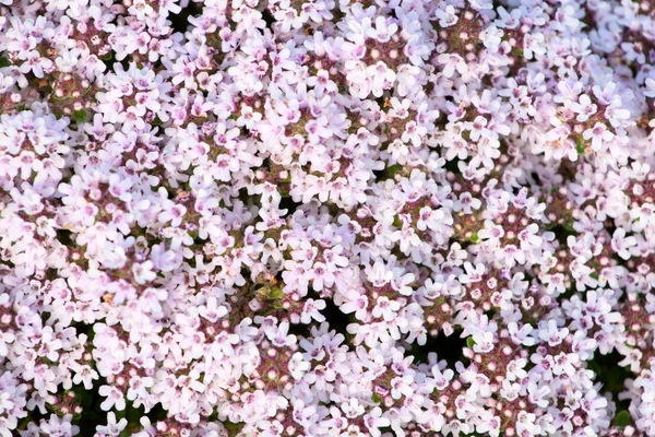 Piccoli fiori bianchi sfondo — Foto Stock