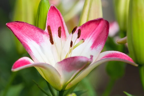 Όμορφη hemerocallis, ροζ λουλούδια — Φωτογραφία Αρχείου