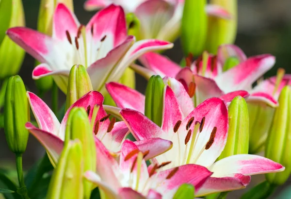 Krásná hemerocallis, růžové květy — Stock fotografie