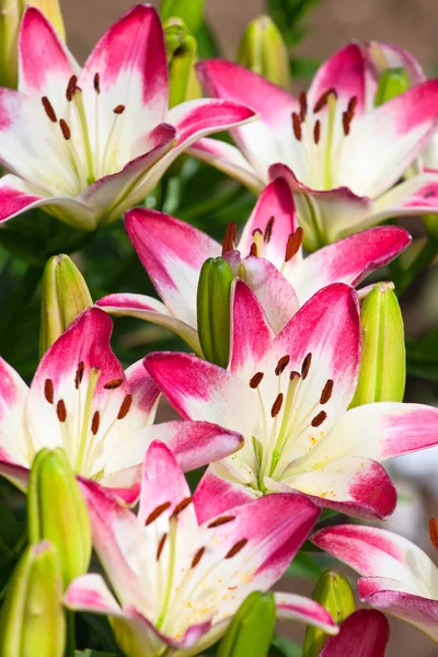 Bonito hemerocallis, flores cor de rosa — Fotografia de Stock