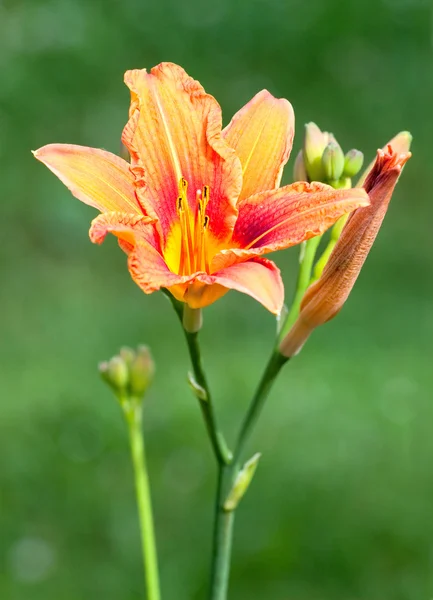 Piękny hemerocallis, żółty kwiat — Zdjęcie stockowe