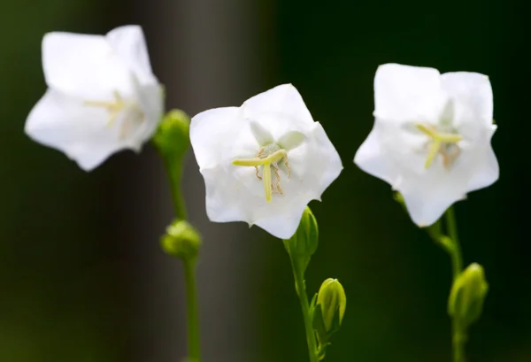 Beautiful hemerocallis, yellow flower — Stock Photo, Image