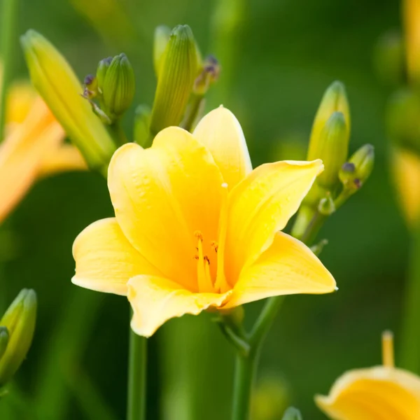 Gyönyörű hemerocallis, sárga virág — Stock Fotó