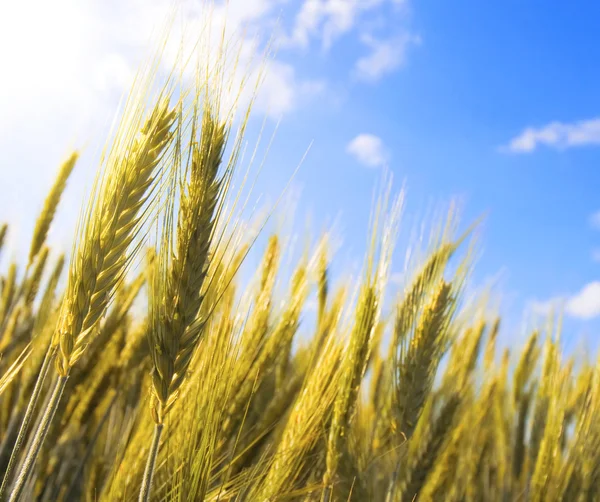 Golden ears of wheat agains the blue sky — Stock Photo, Image
