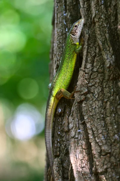 Зеленая ящерица на коре дерева — стоковое фото