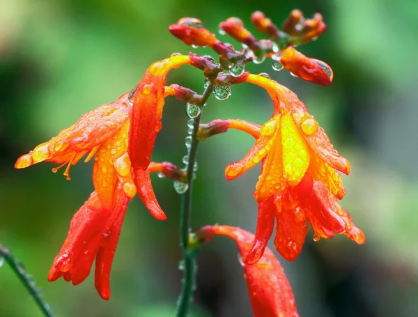 オレンジ色の花と水滴 — ストック写真