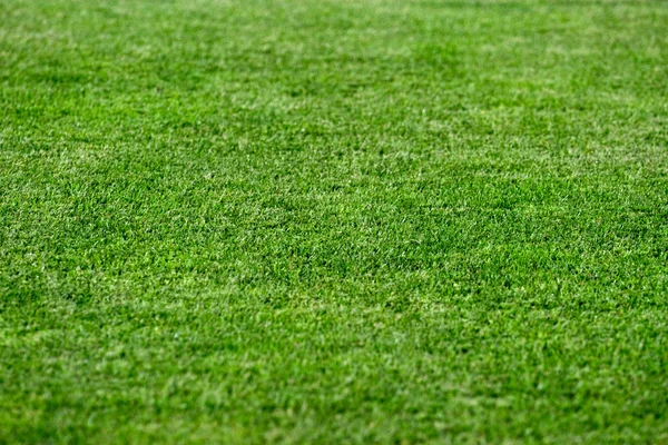 Parlak yeşil çim arka plan, sığ dof — Stok fotoğraf