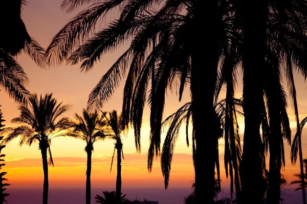 stock image View of palm in front of sunset