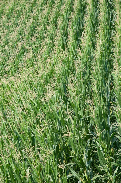 stock image Green corn field in summer