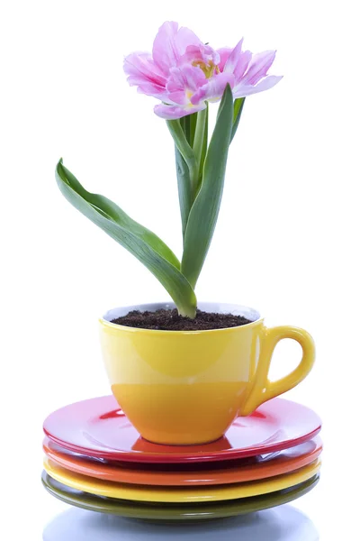 Выращивание тюльпана в чашке — стоковое фото