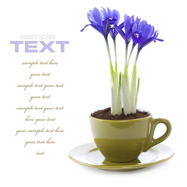 Irisblüten in einer Tasse anbauen — Stockfoto