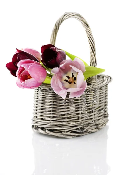Tulpen in een houten mandje — Stockfoto