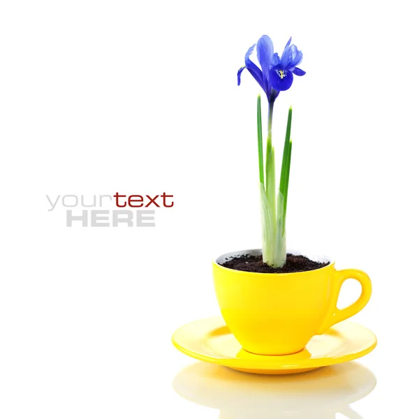 Groeiende iris bloemen in een kopje — Stockfoto
