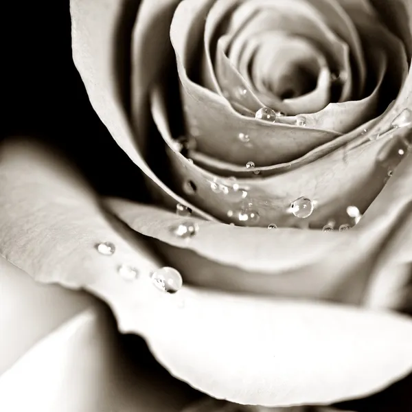 Rose ! — Photo