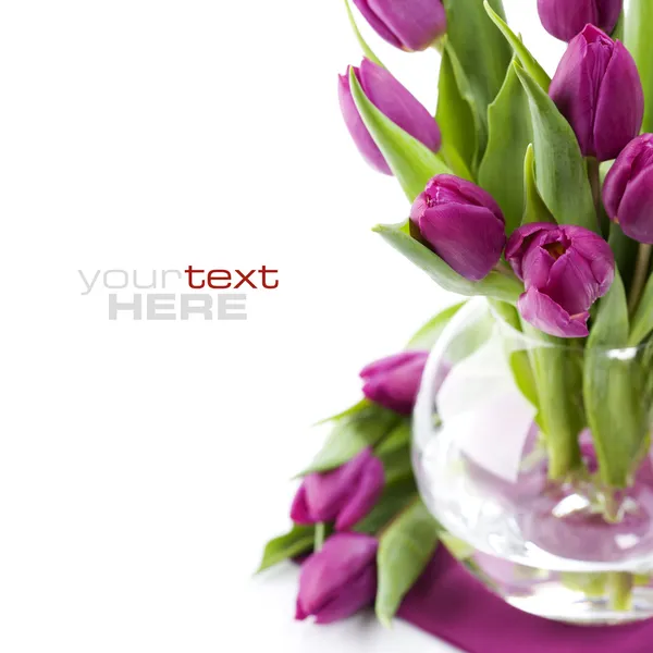 Tulipanes frescos —  Fotos de Stock