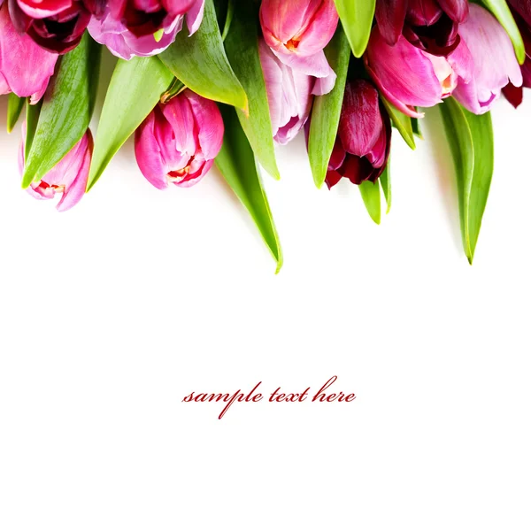 Свіжі тюльпани — стокове фото
