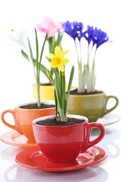 Növekvő tavaszi virágok egy csésze — 스톡 사진