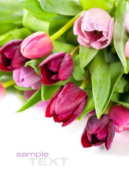 Fresh tulips clipart