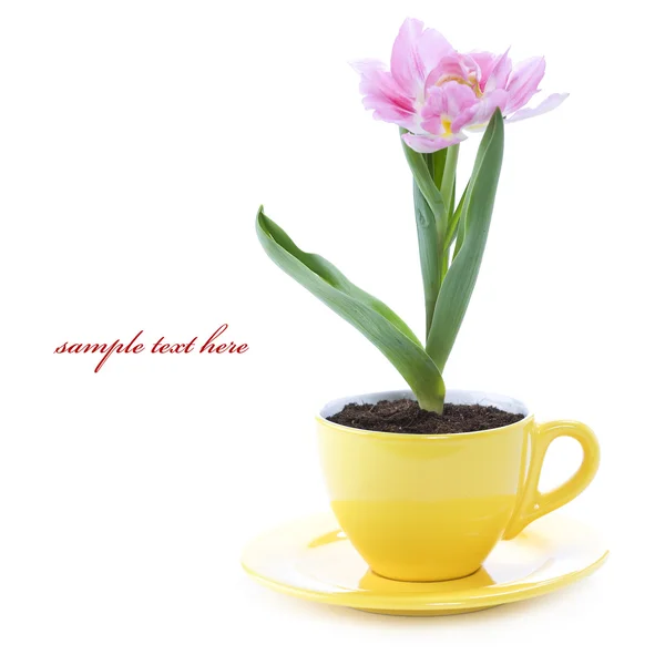 Uprawy tulipan w filiżance — Zdjęcie stockowe