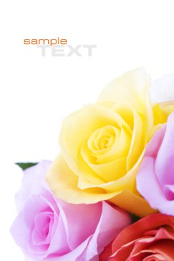 Roses clipart