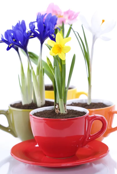 Frühlingsblumen in einer Tasse anbauen — Stockfoto