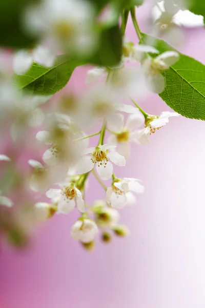 Kiraz çiçekleri bahar — Stok fotoğraf