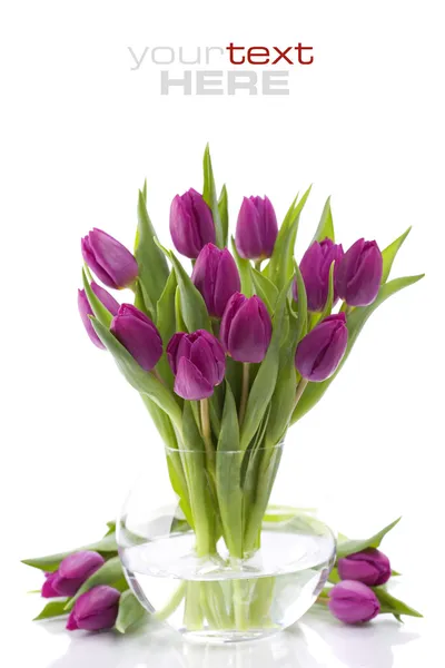 Tulipanes frescos — Foto de Stock