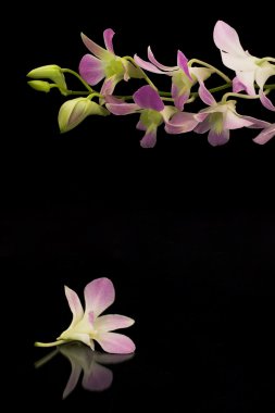 güzel mor orkideler