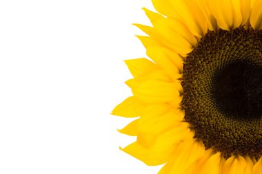 Sunflower clipart