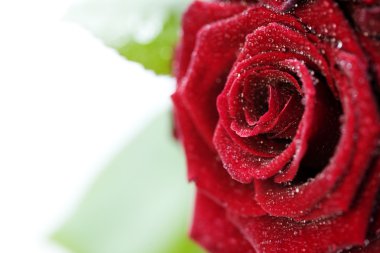 Beautiful Red Roses with water droplets clipart