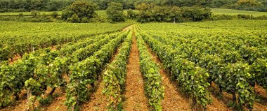 Vineyard in Burgundy clipart