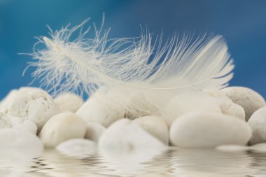 White feather clipart