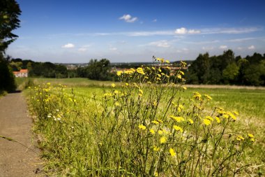 Summer landscape clipart