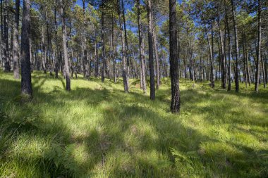 Ormanda güneş ışınları