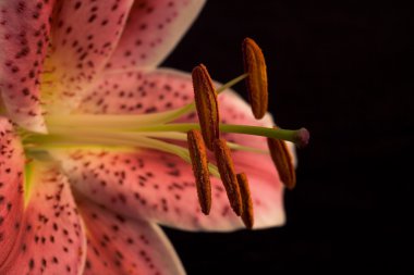 Pink lily with copy space over black clipart